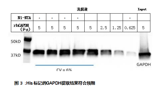 His 標(biāo)記的GAPDH提取結(jié)果符合預(yù)期